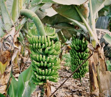 Erfahrungsbericht Sprachrundreise Ecuador Bananen Erfahrungsbericht Sprachrundreise Ecuador Bananen