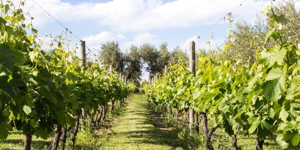 Bildungsurlaub Argentinien Sprachkurs Mendoza